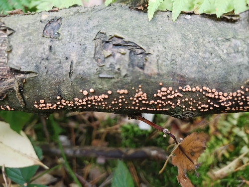 Coral Spot