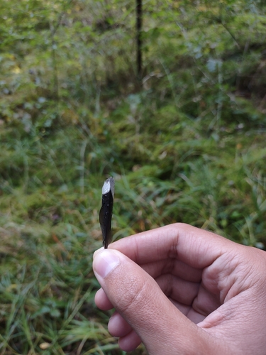 Plume de Sittelle torchepot