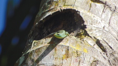 Dasia olivacea