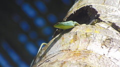 Dasia olivacea