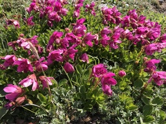 Rhododendron camtschaticum