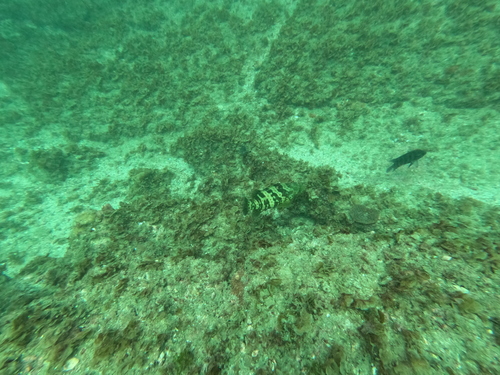 Epinephelus malabaricus observed 2026-10-04