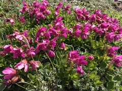 Rhododendron camtschaticum