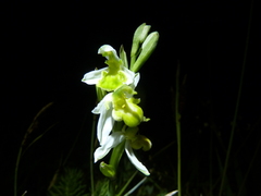 Ophrys apifera chlorantha