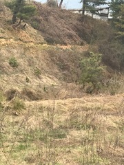 Pinus wallichiana