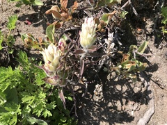 Castilleja pallida