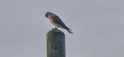 Eurasian Kestrel