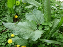 Rumex nepalensis