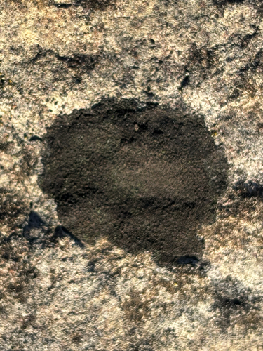 Pyrenula observed 2026-10-03