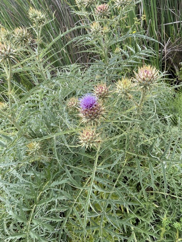 iNaturalist observation photo of Artichoke Thistle