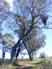 Eucalyptus bridgesiana