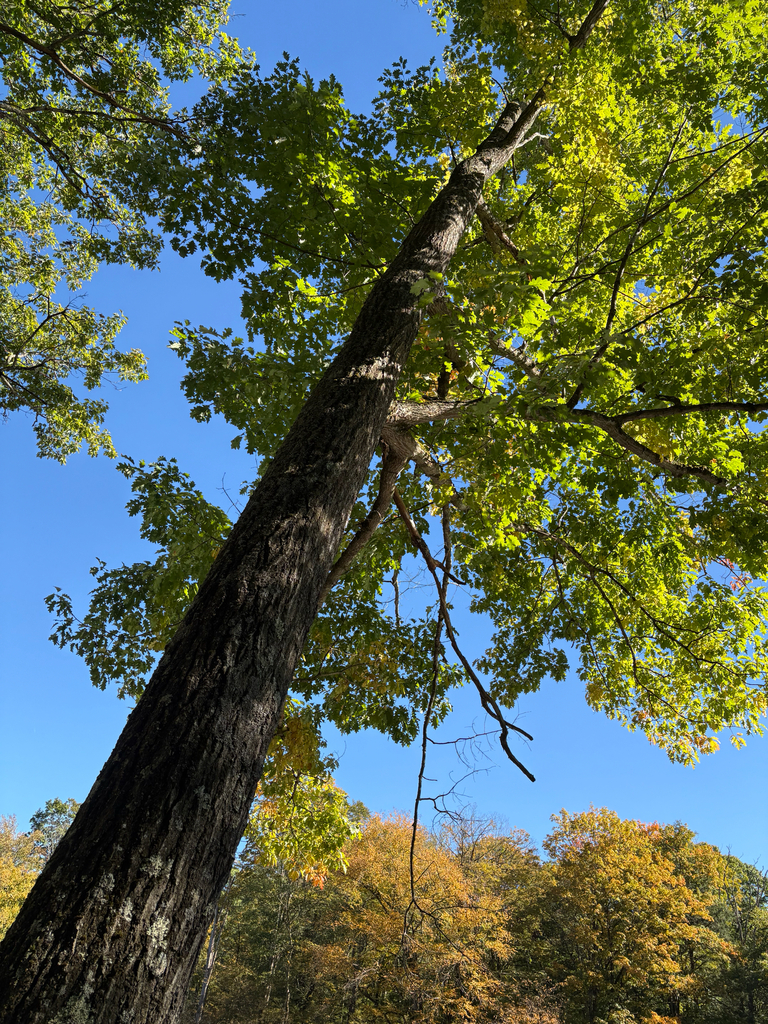 Looking up a tall oak still green, with a band of gold and orange woods below it.