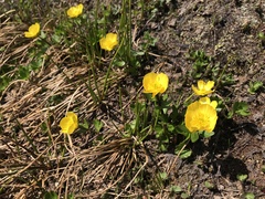 Ranunculus sulphureus