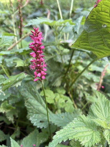 red bistort