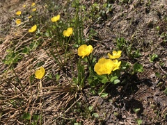 Ranunculus sulphureus