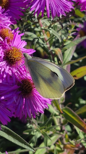 Large White