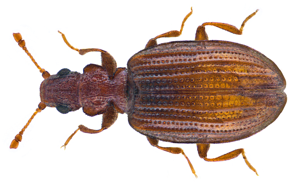 Plaster Beetle