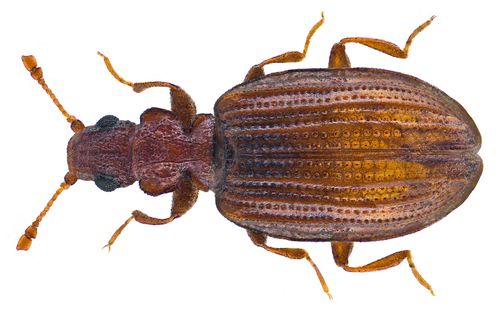 Plaster Beetle
