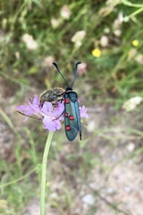 Zygaena lavandulae