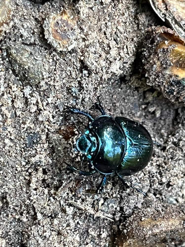Woodland Dor Beetle