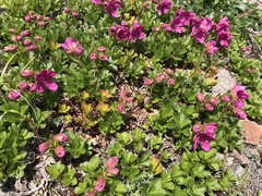 Rhododendron camtschaticum