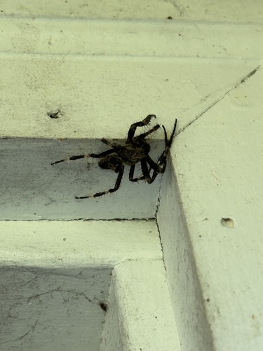 Fierce Orbweaver