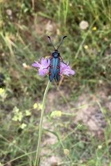 Zygaena lavandulae