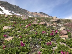 Rhododendron camtschaticum