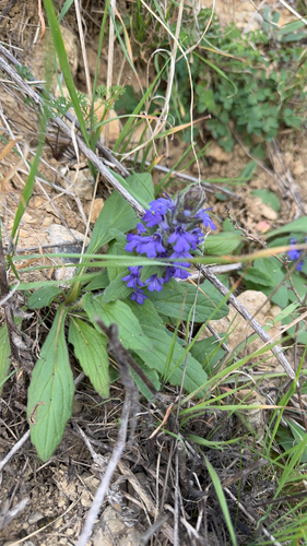 Ajuga genevensis, 2026-10-04