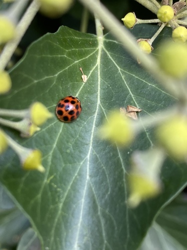 Asian Lady Beetle