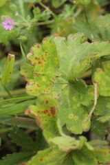 Geranium pyrenaicum