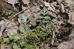 Geum canadense camporum