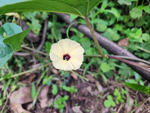 Gold Dwarf Morning Glory
