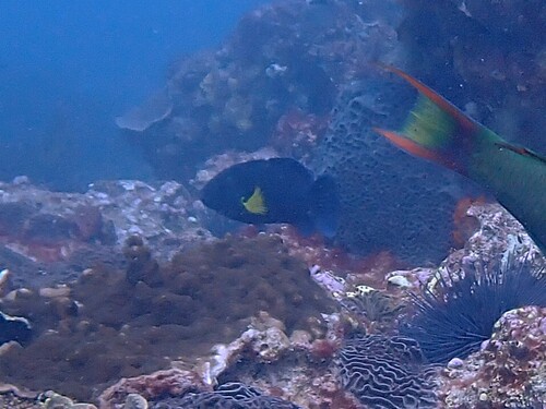 Thalassoma septemfasciatum observed 2026-10-03