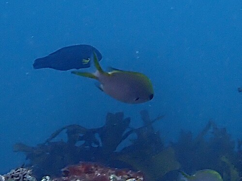 Chromis westaustralis observed 2026-10-03