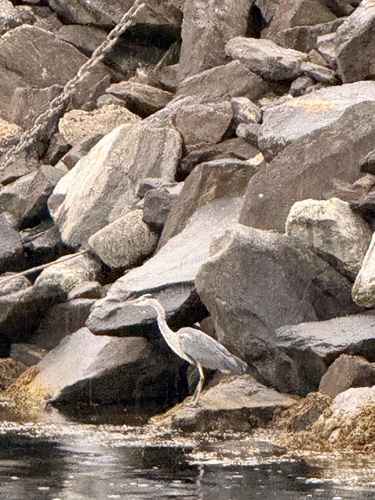 Grey Heron