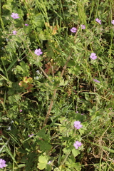 Geranium pyrenaicum