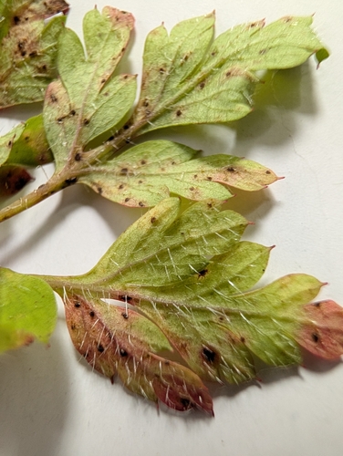 Uromyces geranii, 2026-10-04