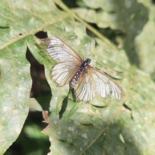 Clear-wing Amber