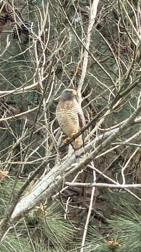 Roadside Hawk