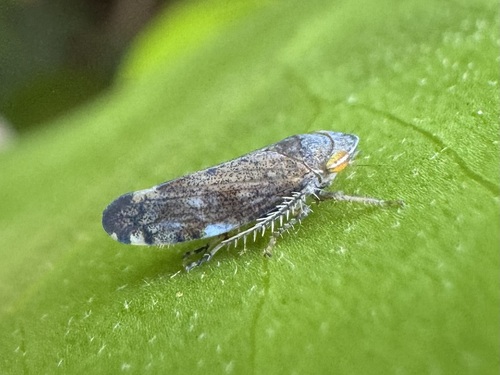 Privet Leafhopper