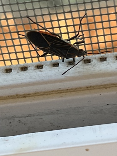 Western Boxelder Bug