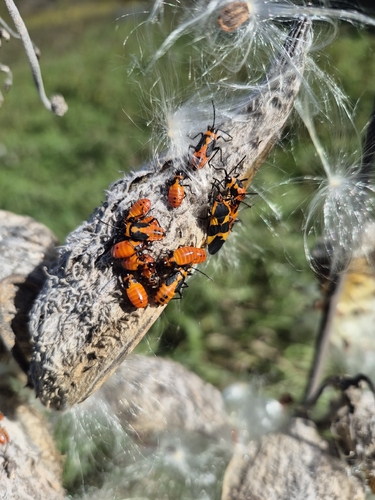 Large Milkweed Bug
