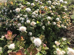 Spiraea beauverdiana