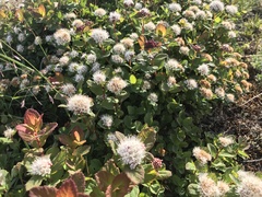 Spiraea beauverdiana