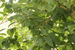 Prunus
