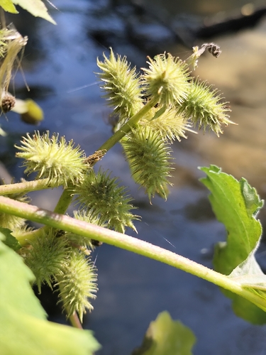 rough cocklebur
