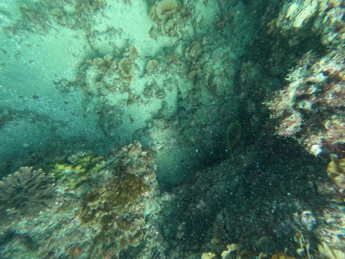 Saurida gracilis observed 2026-10-04