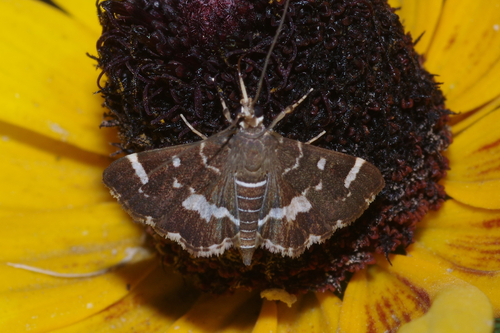 Spotted Beet Webworm Moth
