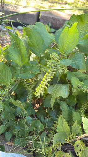 beefsteak plant